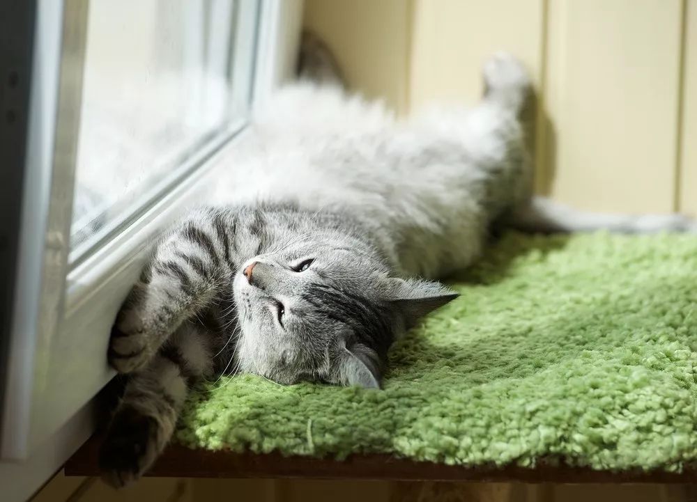 听说猫咪这个姿势睡多了会瘫痪?