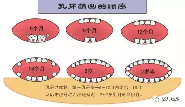 想知道你给宝宝的辅食喂对了吗?来数数他有几颗牙齿