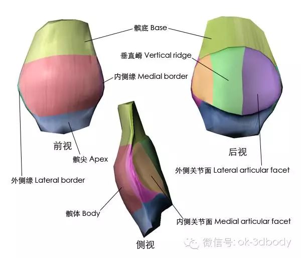 骨性标志图(3d图解)