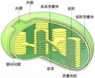 线粒体具有半自主性,腔内有成环状的dna,少量rna和核糖体,它们都能