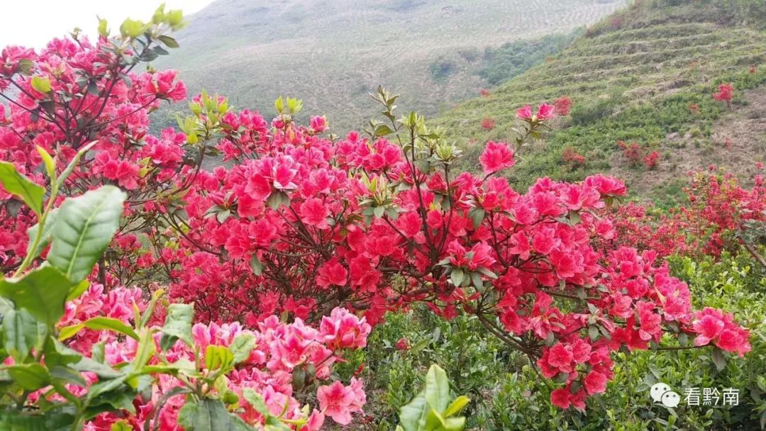 【都匀杜鹃花开了 简直太美了】最佳赏花季,约起!