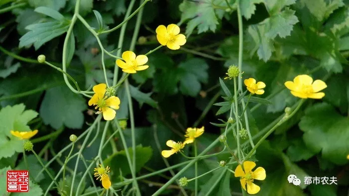 别称:鱼疔草,鸭脚板,野芹菜,山辣椒,老虎脚爪草,毛芹菜,痧泡菜.