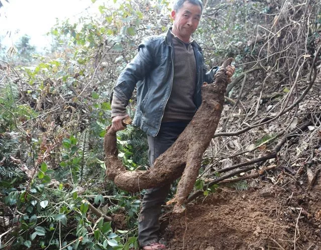 寻味湘西野生葛根粉