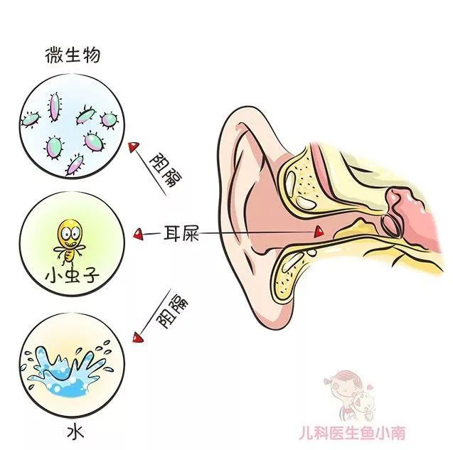 1,耳朵:说人话就是:该偷懒时就偷懒.让小南评评理?