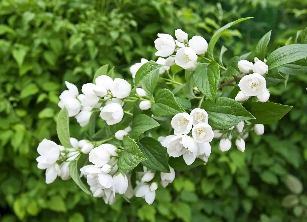 2,茉莉花有助于睡眠