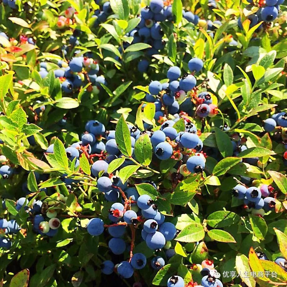 加拿大蓝莓⊙味蕾在尖叫!邂逅加拿大野生蓝莓!