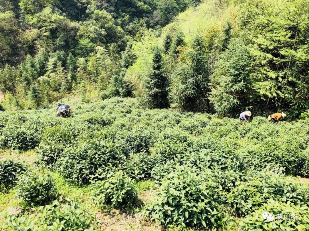 干茶有50斤茶叶产地:黄山洋湖林场茶叶品种:黄山毛峰05联系人:王春