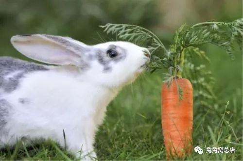 《一周答疑》兔子能吃胡萝卜吗?