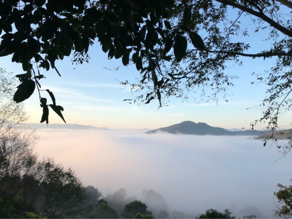 茶醉景迈山,坐看云起时