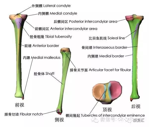 【经典收藏】3d图解——骨性标志图