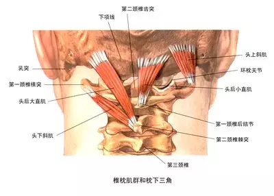 颈椎是百病之源,枕下肌群至关重要