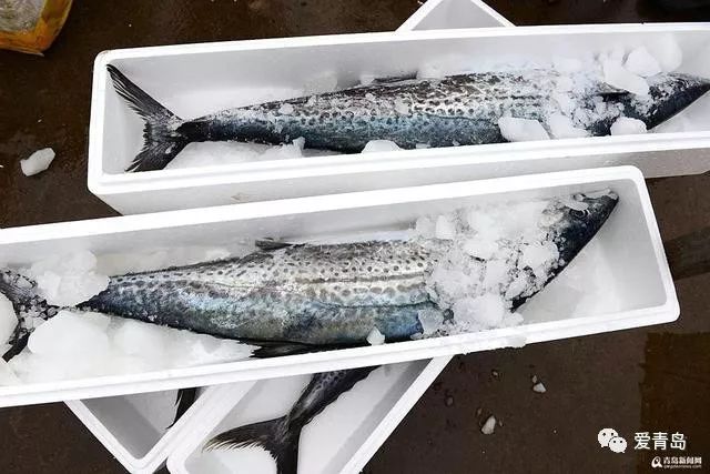 划算!青岛鲅鱼价格创7年最低,附本地海货价格表