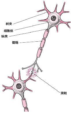 图1-83 大脑神经元突触