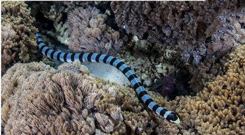 2,艾基特林海蛇:这种蛇生活在大海里面的海蛇,毒性比眼镜蛇毒性大好几