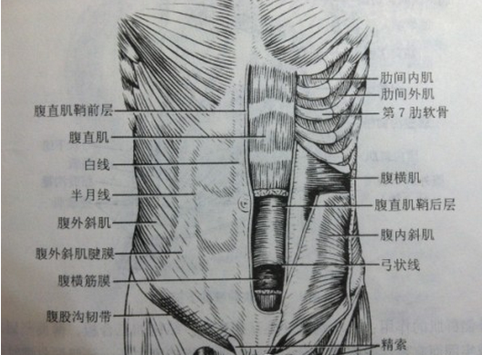 腹肌的解剖学构成