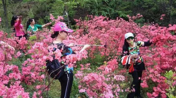 旅游资讯第河南汝阳杜鹃花节暨炎化节在西泰山景区开幕