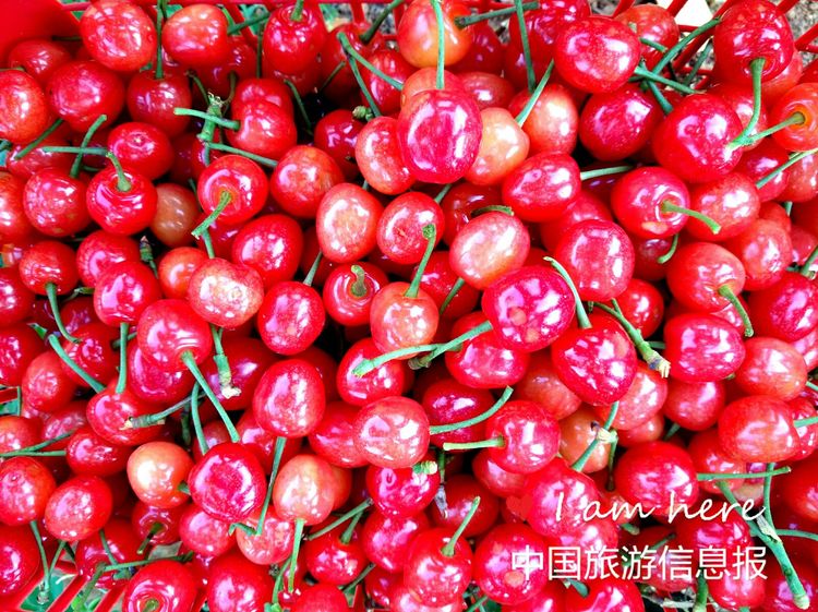 贵州毕节纳雍的明珠玛瑙红樱桃甜得象初恋等你来品尝