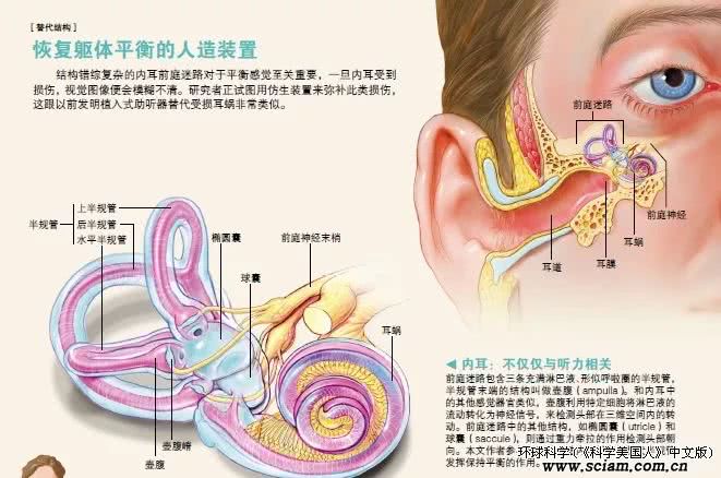 为什么喝醉酒的人会颠颠倒倒