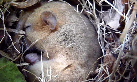 神奇的睡鼠一年有9个月在睡觉遇到天敌就脱皮逃生