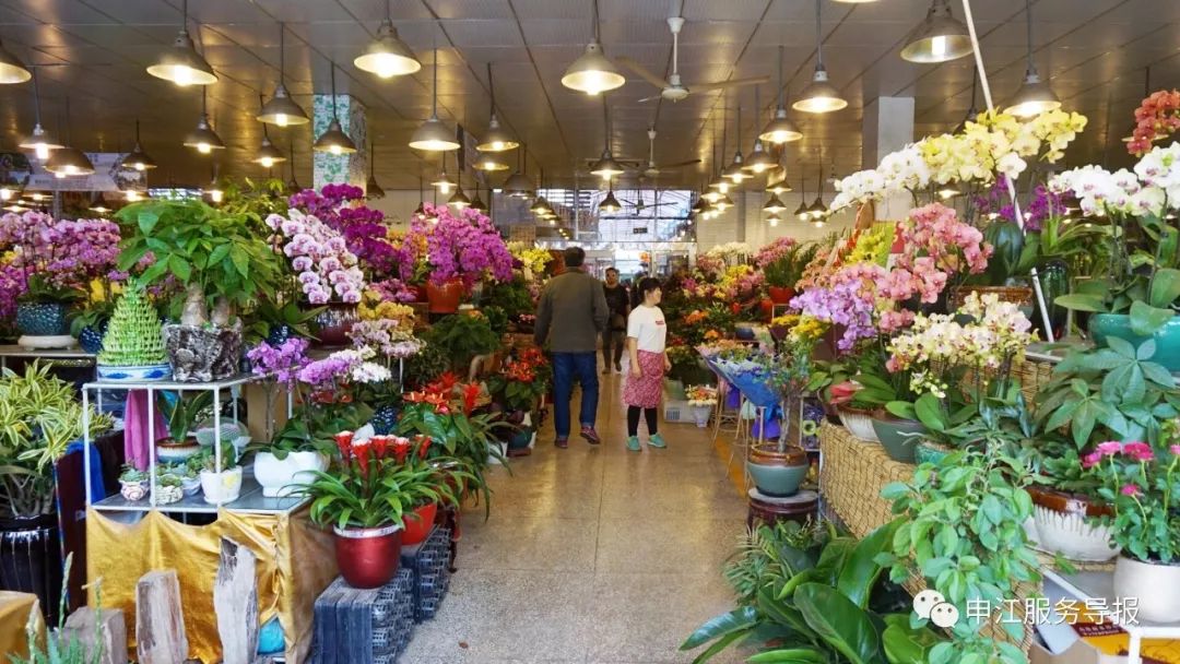 钦州路上的这家花鸟市场, 常规的小金鱼,小摆件这儿都有.