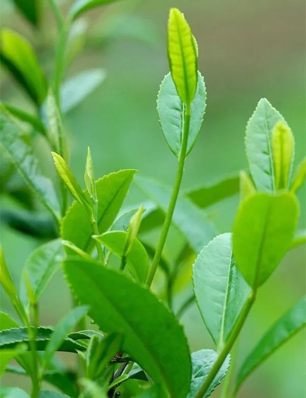 寸金寸两明前茶,后来居上雨前茶