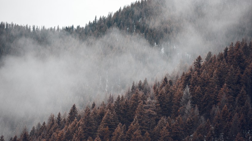 自然风光:森林上空的雾图片(13张)