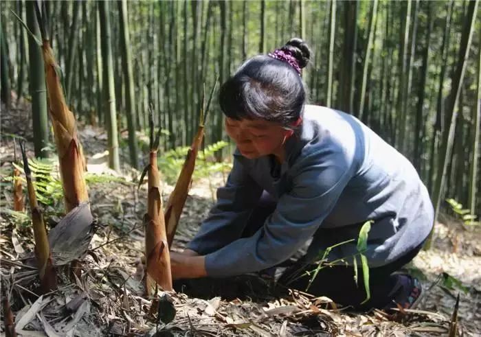 乐山苦笋深度研究报告.doc