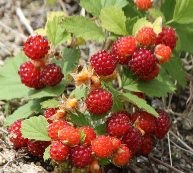 一次能吃一大盆 学名:山莓 别称:九袍,树莓,山袍,大麦泡,泡儿刺,刺