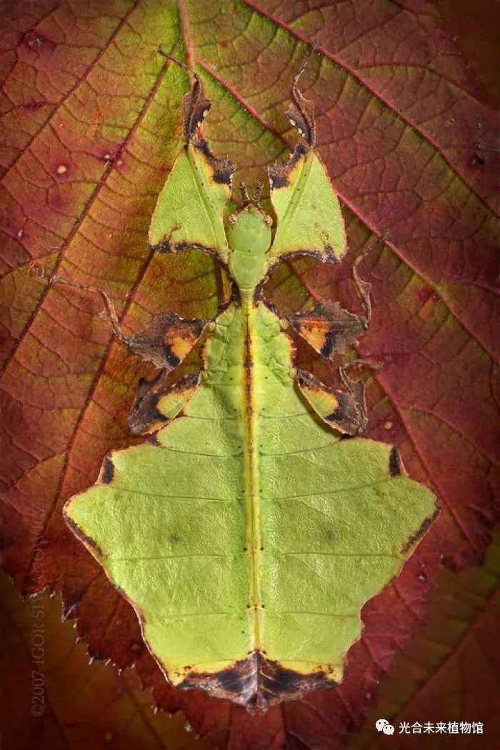 " △ 叶 叶(xiu) 俗名叫叶子虫,叶虫 竹节虫目(也叫目),叶科