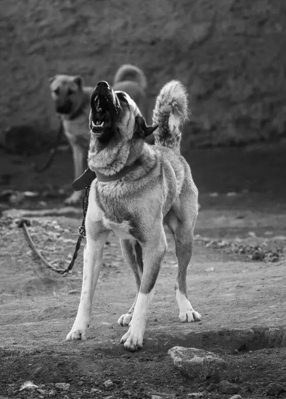 你所不了解的关于土耳其国宝坎高犬的那些事