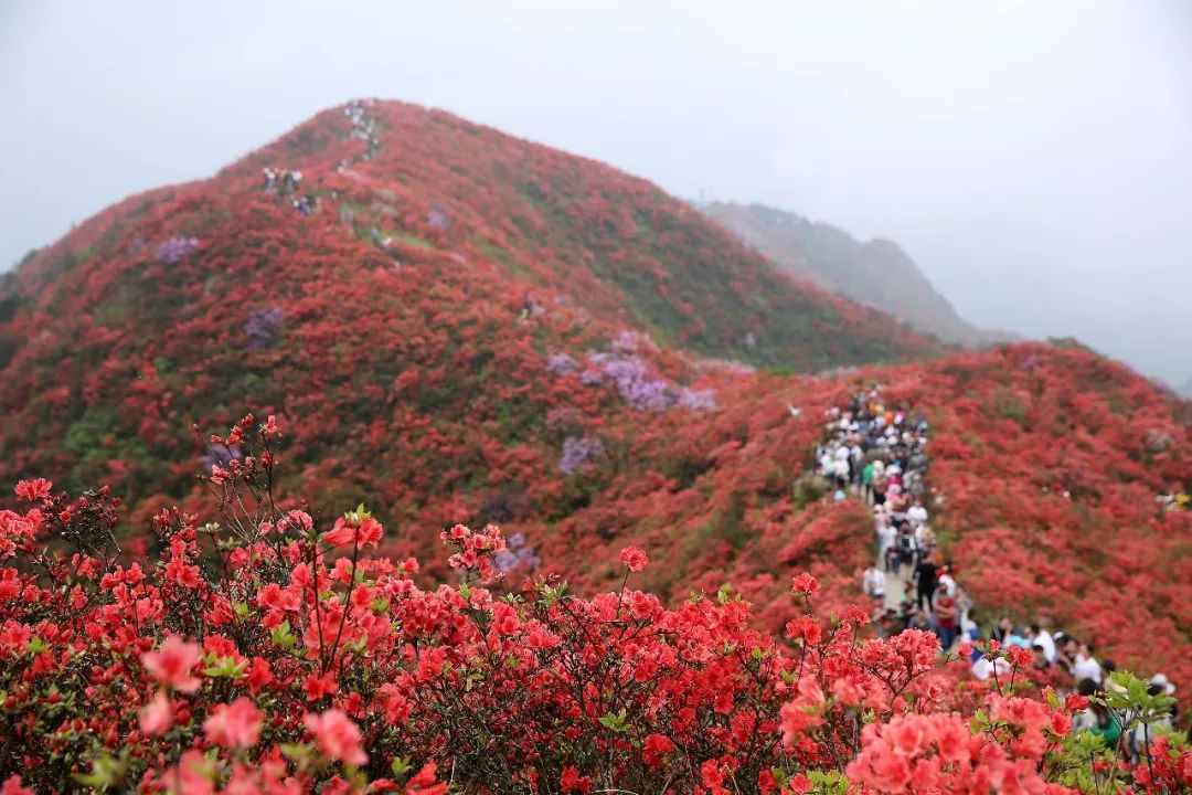 丹寨:万名游客畅游万亩杜鹃花海