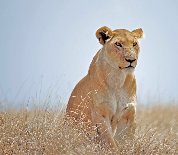 动物世界: 凶猛的野生母狮子图片(12张)