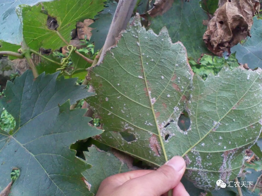 植物病虫害大全,和解毒良方