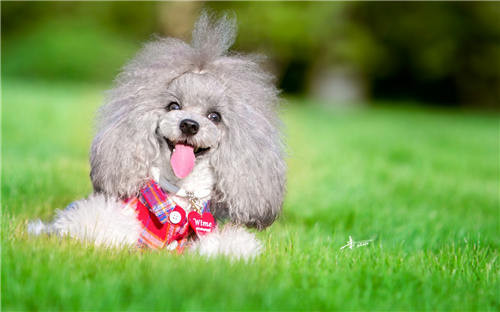 贵宾犬有口臭怎么办 贵宾犬口气臭