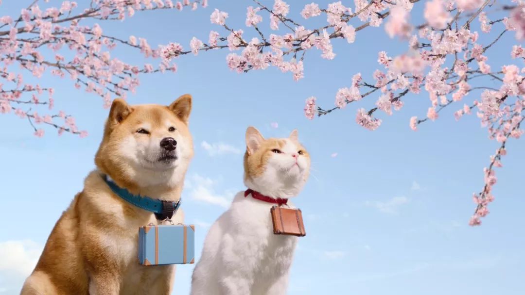 高萌预警!日本人气柴犬&猫咪的温泉之旅,网友被萌到失去理智.