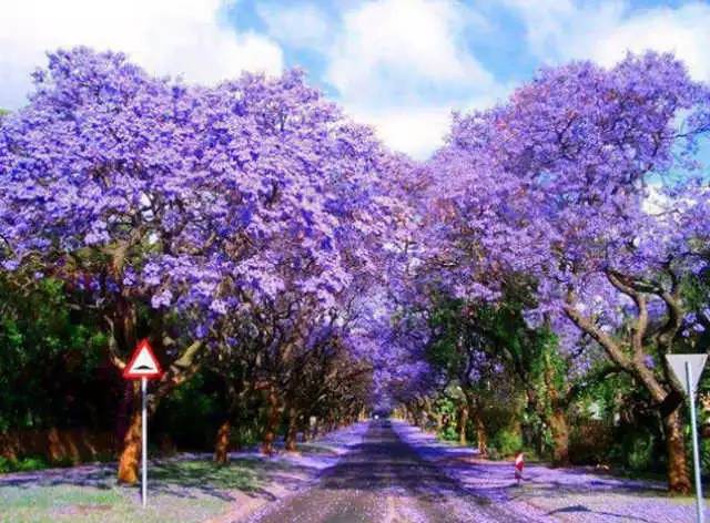 每逢春天,蓝花楹便绽放出满树淡紫色的花朵,整个城市仿佛因此而变成