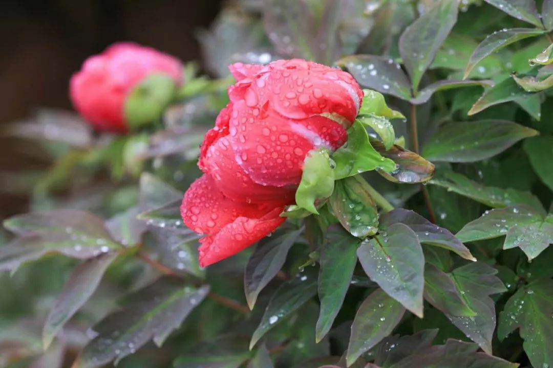 25 开园】暮春夏将至,易县的谷雨花开花了!