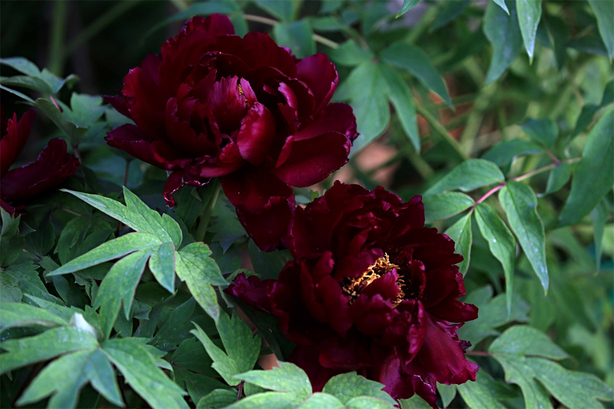6款黑色系花材品种介绍，每一种都是最神秘的颜色！ - 知乎
