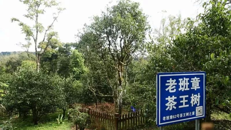 "普洱之王"老班章古树茶免费饮,佛山电视台邀您来品茗