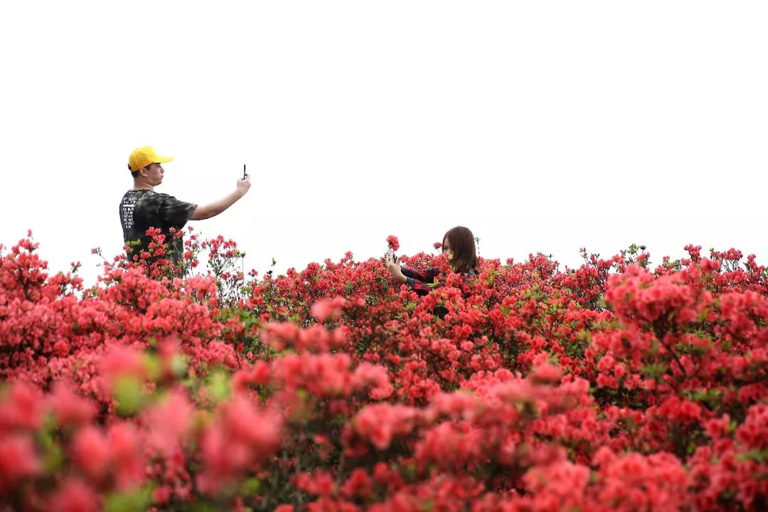 丹寨:万名游客畅游万亩杜鹃花海