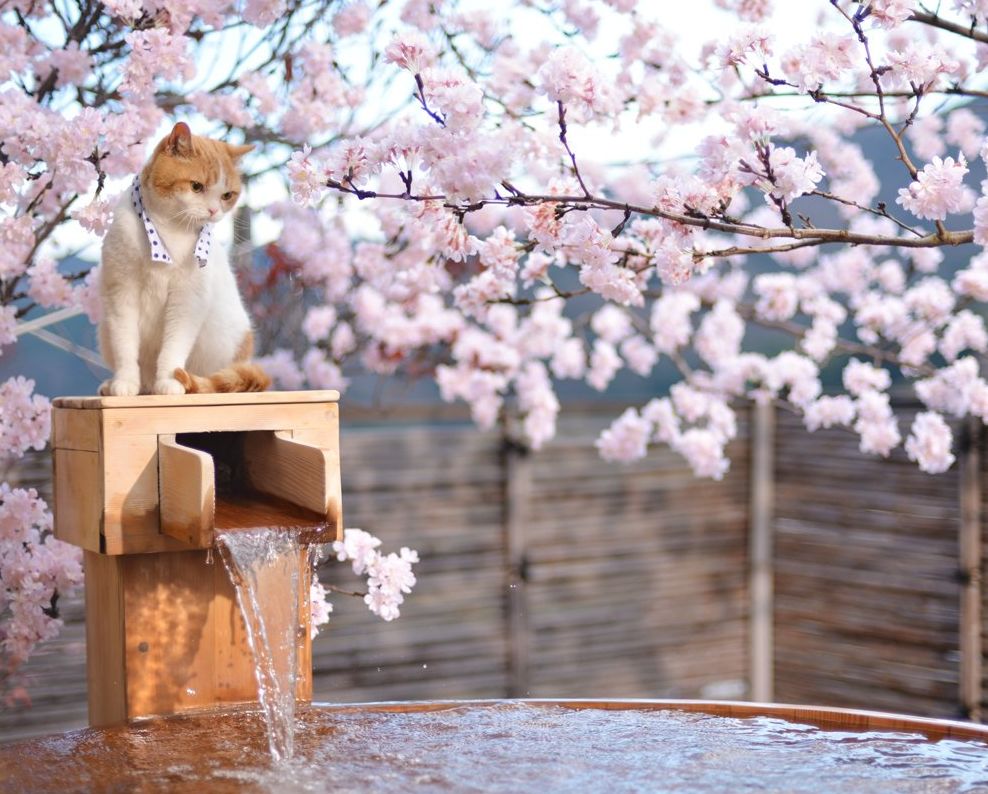 高萌预警!日本人气柴犬&猫咪的温泉之旅,网友被萌到失去理智.