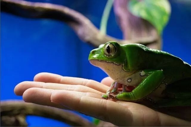 用手抓东西吃的蛤蟆精传说猎人舔一口它可以变身美国队长