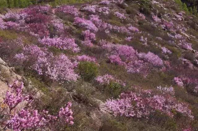 山楂花歌曲谱_山楂花图片(2)