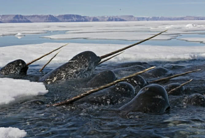 一直与我们同在的独角鲸,因为商用价值而惨遭猎杀