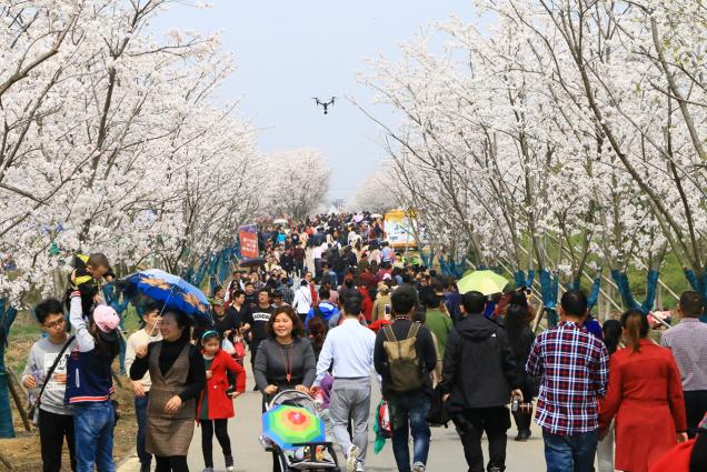 吸引百万游客,句容·别克2018第五届国际樱花节顺利举办