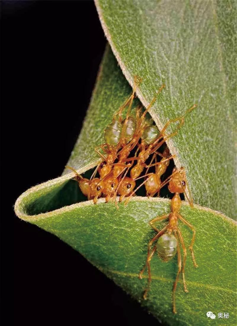 织叶蚁这是动物用除草剂杀死植物的唯一有记载的实例.