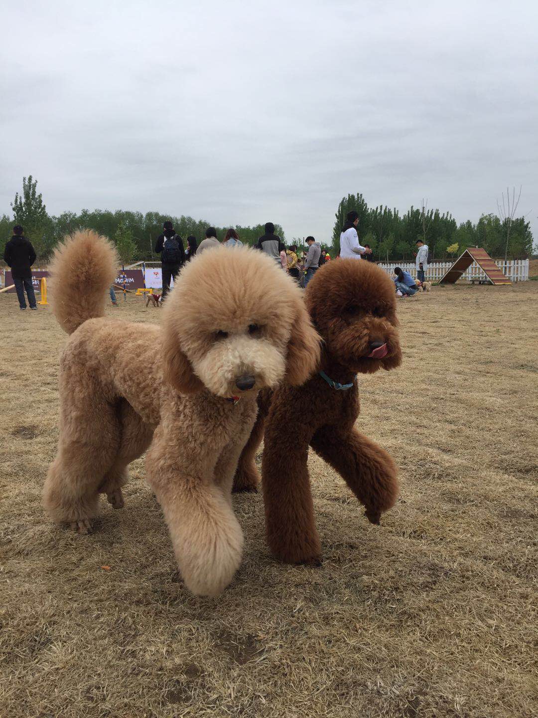 麦仕宠物杯2018贵宾犬大聚会