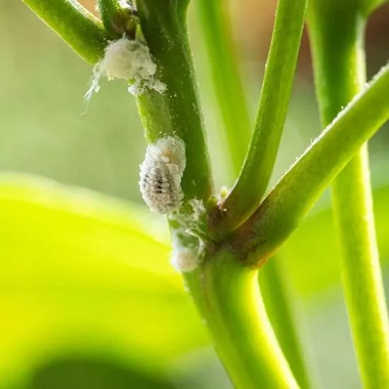 成虫之后就很难防治了,需要在幼虫期及时清除,粉蚧会将吸取植物茎叶