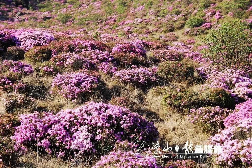 大美凉山 | 五月,相约金阳索玛花节,除了看花,还可以