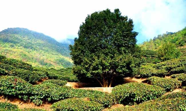 普洱茶都有那些茶区分布-思茅茶区(2)